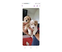 Poochon/Bich-Poo Puppies for Sale - 7