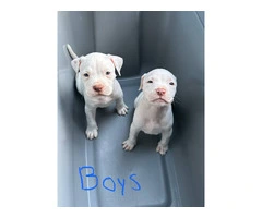 Beautiful full-blooded pit bulls