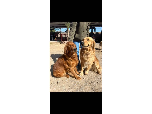 Golden Retriever puppies available in Las Vegas - 11/12