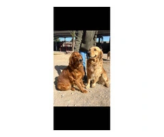 Golden Retriever puppies available in Las Vegas - 11