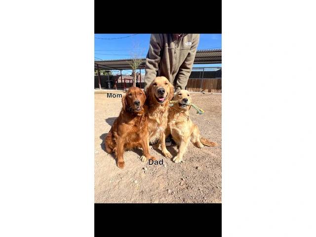 Golden Retriever puppies available in Las Vegas - 12/12