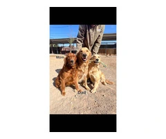 Golden Retriever puppies available in Las Vegas - 12