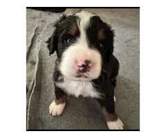 F1B Bernedoodle puppies for sale