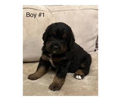 F1B Bernedoodle puppies for sale - 2