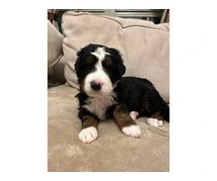 F1B Bernedoodle puppies for sale - 3