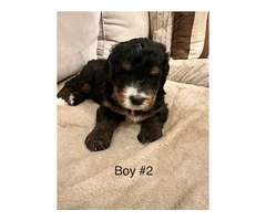 F1B Bernedoodle puppies for sale - 4