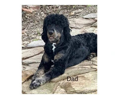 F1B Bernedoodle puppies for sale - 6
