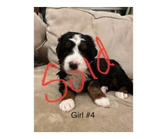 F1B Bernedoodle puppies for sale - 7