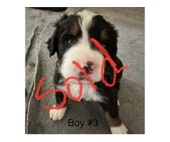 F1B Bernedoodle puppies for sale - 8