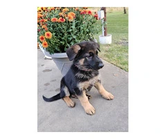 7 pure German shepherds available - 4