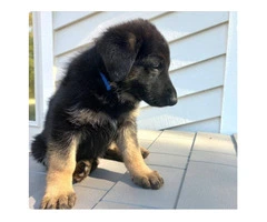 7 pure German shepherds available - 5