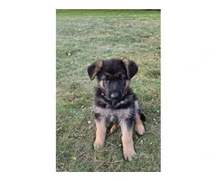 7 pure German shepherds available - 7