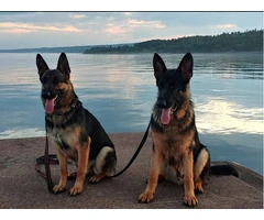 7 pure German shepherds available - 10
