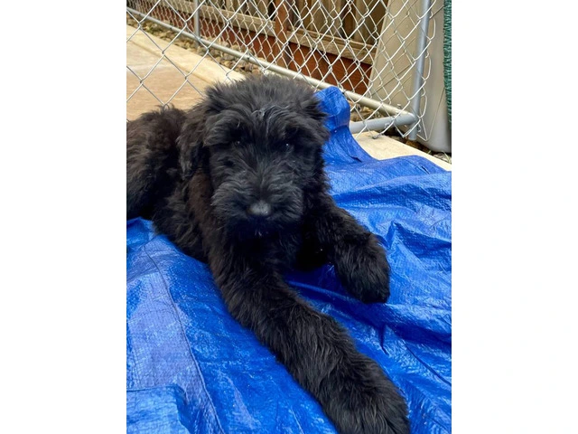 3 male Giant Schnauzer puppies for sale - 1/6