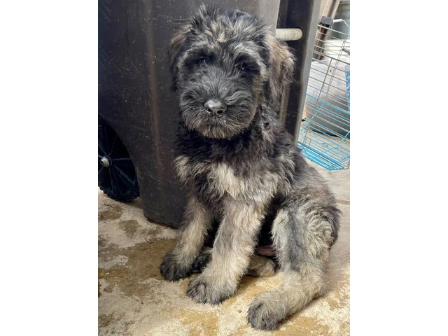 3 male Giant Schnauzer puppies for sale - 2/6