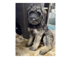 3 male Giant Schnauzer puppies for sale - 2