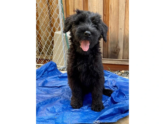 3 male Giant Schnauzer puppies for sale - 3/6