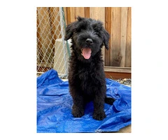 3 male Giant Schnauzer puppies for sale - 3