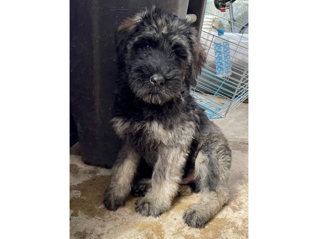 3 male Giant Schnauzer puppies for sale - 4/6