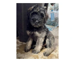 3 male Giant Schnauzer puppies for sale - 4