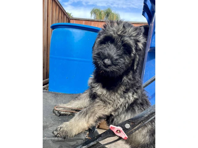 3 male Giant Schnauzer puppies for sale - 5/6