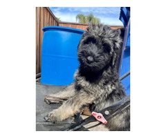 3 male Giant Schnauzer puppies for sale - 5