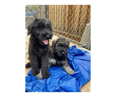 3 male Giant Schnauzer puppies for sale - 6
