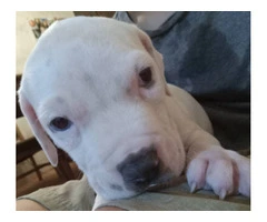 Pit bull puppies great family pets