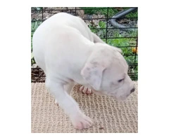 Pit bull puppies great family pets - 3