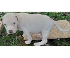 Pit bull puppies great family pets - 4