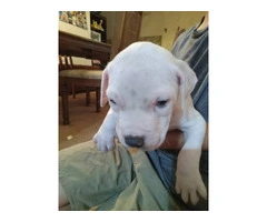 Pit bull puppies great family pets - 7