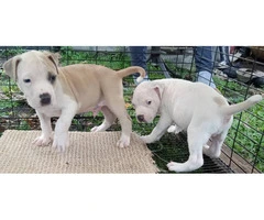 Pit bull puppies great family pets - 12