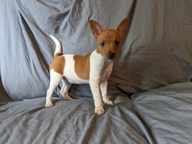 10 weeks old Rat terrier puppies for sale - 1/4