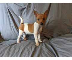 10 weeks old Rat terrier puppies for sale - 1