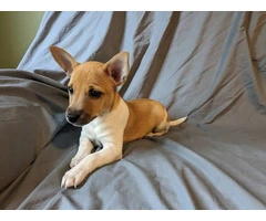 10 weeks old Rat terrier puppies for sale - 2