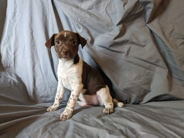 10 weeks old Rat terrier puppies for sale - 3/4