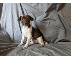 10 weeks old Rat terrier puppies for sale - 3