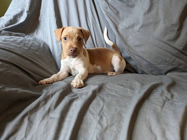 10 weeks old Rat terrier puppies for sale - 4/4