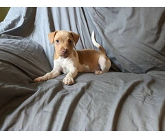 10 weeks old Rat terrier puppies for sale - 4