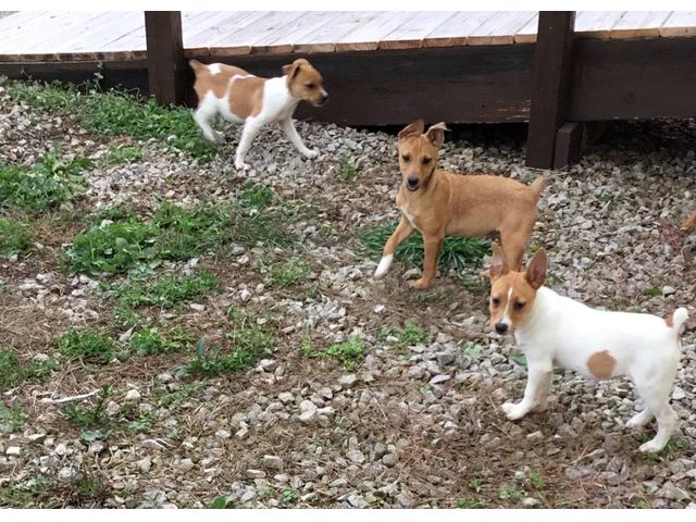 Registered Mountain Feist puppies - 1/4