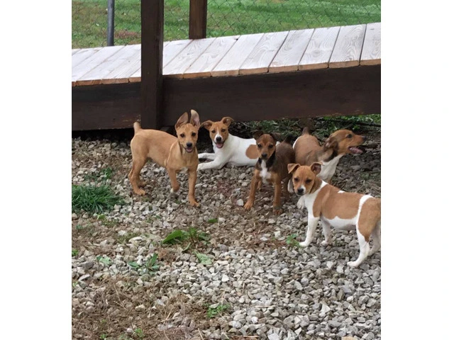 Registered Mountain Feist puppies - 3/4