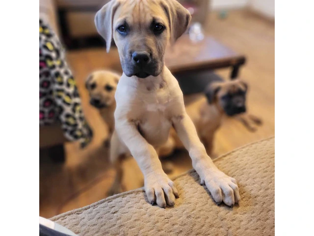 1 female Boerboel puppy available - 1/8