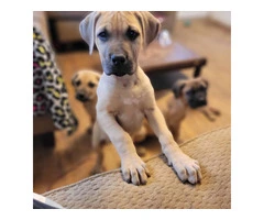 1 female Boerboel puppy available