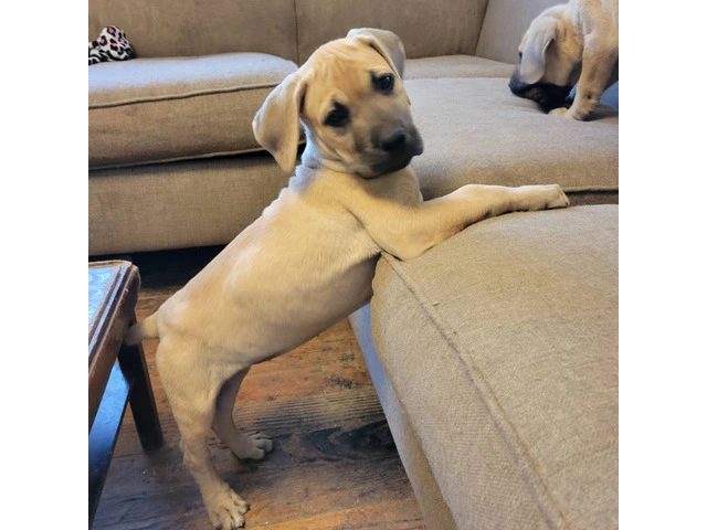 1 female Boerboel puppy available - 2/8