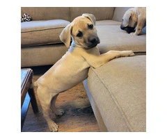 1 female Boerboel puppy available - 2