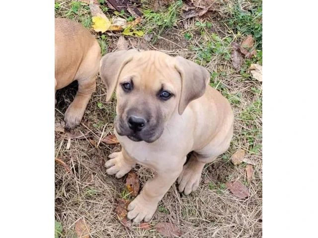 1 female Boerboel puppy available - 3/8