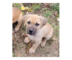 1 female Boerboel puppy available - 3