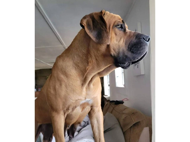 1 female Boerboel puppy available - 4/8