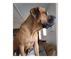1 female Boerboel puppy available - 4