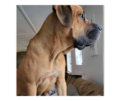 1 female Boerboel puppy available - 5